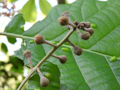 Ocotea botrantha, photographed by Alexis López Hernández
