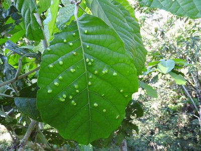 Ocotea botrantha, photographed by Alexis López Hernández