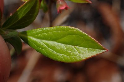 Vaccinium tenellum, photographed by Austin Pursley