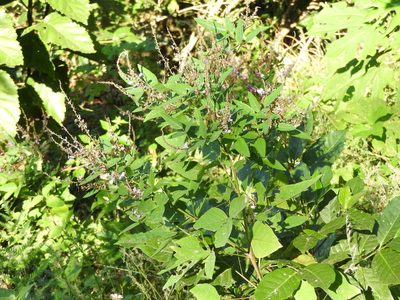 Desmodium helleri, photographed by Alexis López Hernández