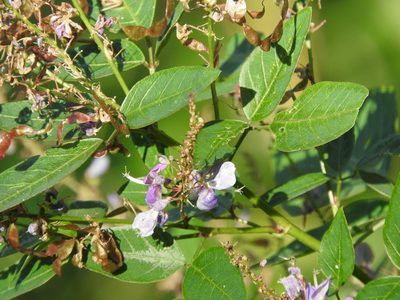 Desmodium helleri, photographed by Alexis López Hernández
