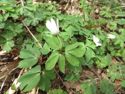 Anemonoides raddeana, photographed by Junichi　Mandai