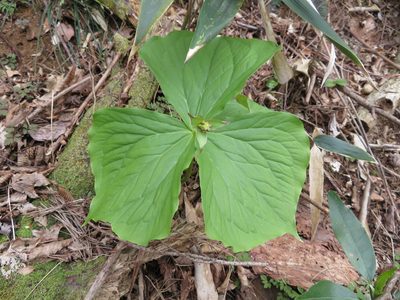 Trillium apetalon, photographed by Junichi　Mandai