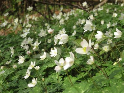Anemonastrum flaccidum, photographed by Junichi　Mandai
