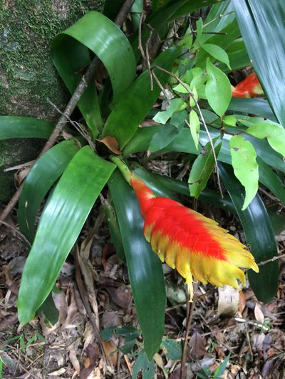 Vriesea inflata, photographed by B. Phalan