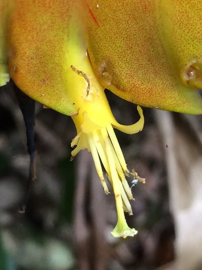 Vriesea inflata, photographed by B. Phalan