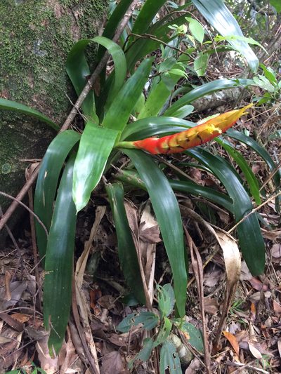 Vriesea inflata, photographed by B. Phalan