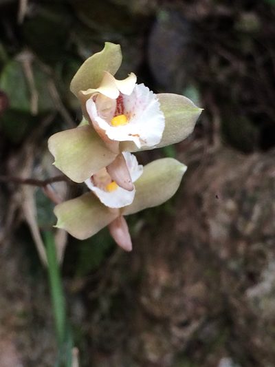Bifrenaria racemosa, photographed by B. Phalan