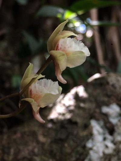 Bifrenaria racemosa, photographed by B. Phalan