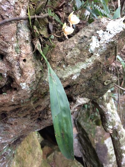 Bifrenaria racemosa, photographed by B. Phalan