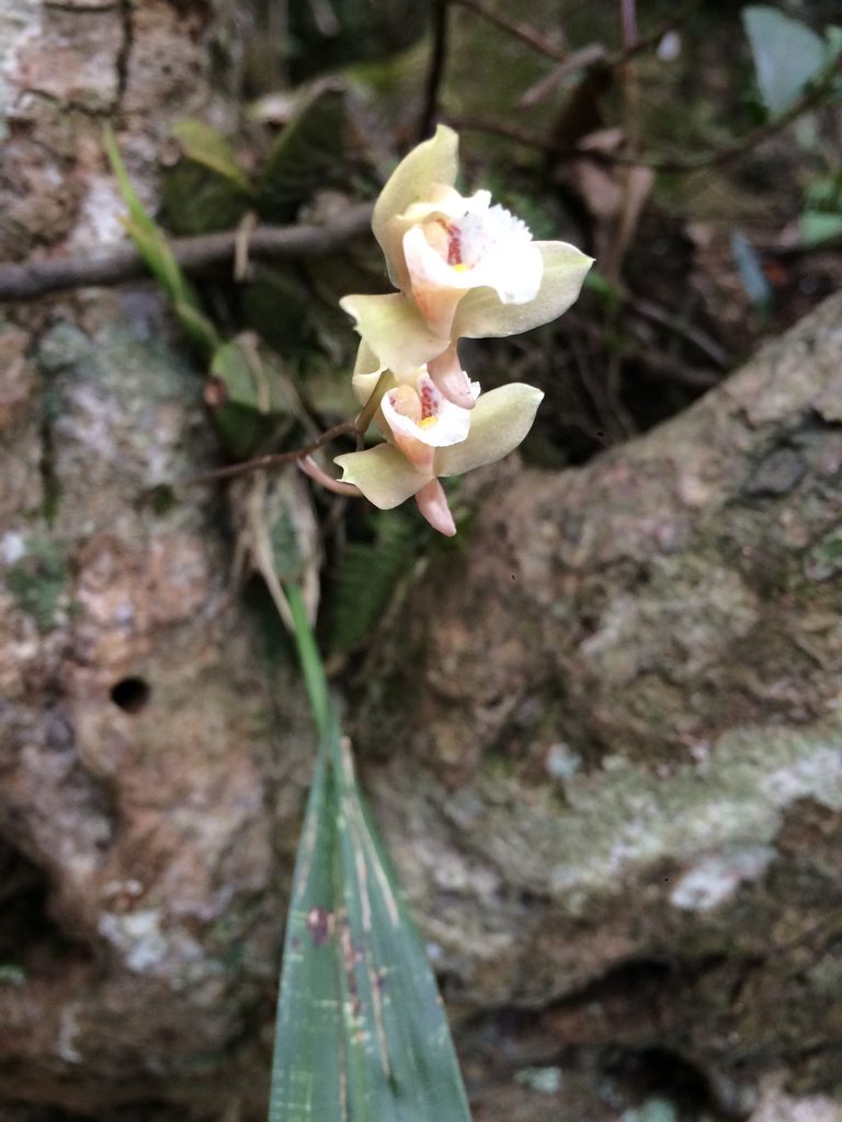 Bifrenaria racemosa, photographed by B. Phalan