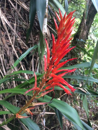 Pitcairnia flammea, photographed by B. Phalan