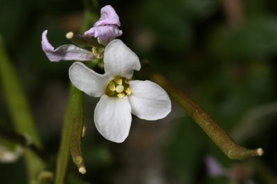 Boechera davidsonii, photographed by Cecelia Alexander