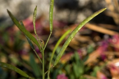 Boechera davidsonii, photographed by Cecelia Alexander