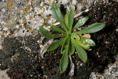 Boechera davidsonii, photographed by Cecelia Alexander