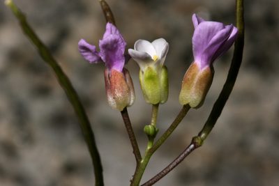 Boechera davidsonii, photographed by Cecelia Alexander