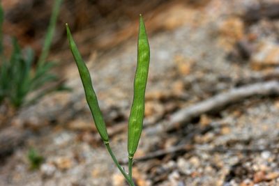Boechera platysperma, photographed by Cecelia Alexander