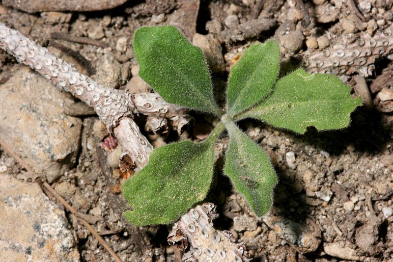 Yosemitea repanda, photographed by Cecelia Alexander