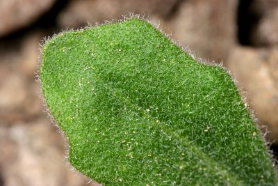 Yosemitea repanda, photographed by Cecelia Alexander