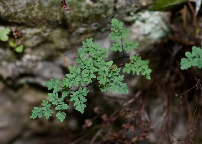 Argyrochosma dealbata, photographed by Michelle W. （鍾偉瑋）