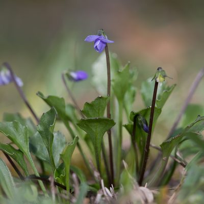 Viola sieberiana, photographed by Kym Nicolson
