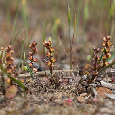 Lomandra sororia, photographed by Kym Nicolson