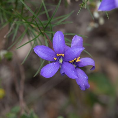 Cheiranthera alternifolia, photographed by Kym Nicolson