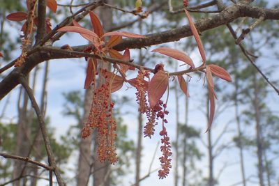 Quercus incana, photographed by Austin Pursley