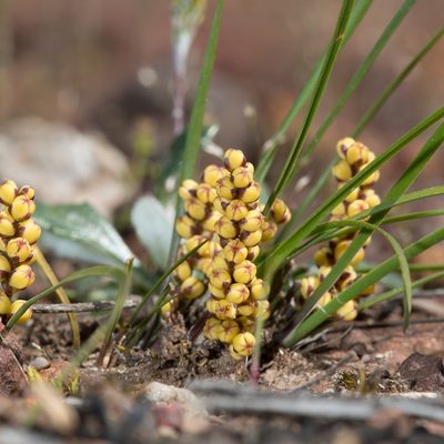 Lomandra sororia, photographed by Kym Nicolson