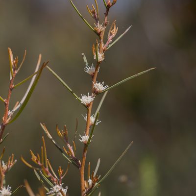 Hakea carinata, photographed by Kym Nicolson