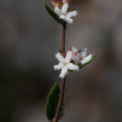Leucopogon concurvus, photographed by Kym Nicolson