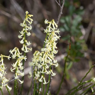 Stackhousia aspericocca, photographed by Kym Nicolson