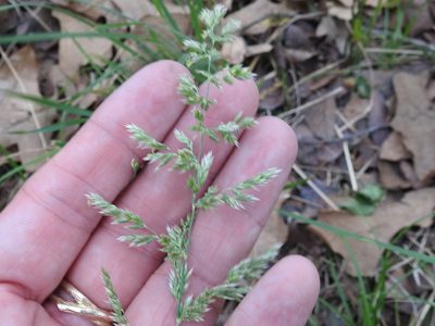 Poa arachnifera, photographed by Sam Kieschnick