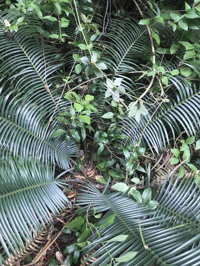 Lepidozamia peroffskyana, photographed by Michelle King