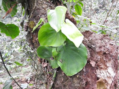 Monstera acuminata, photographed by Alexis López Hernández