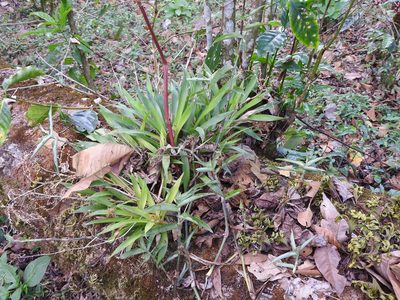 Catopsis paniculata, photographed by Alexis López Hernández