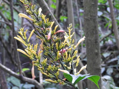 Odontonema glabrum, photographed by Alexis López Hernández