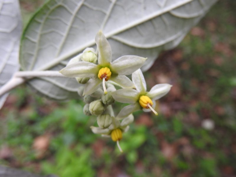 Solanum schlechtendalianum, photographed by Alexis López Hernández