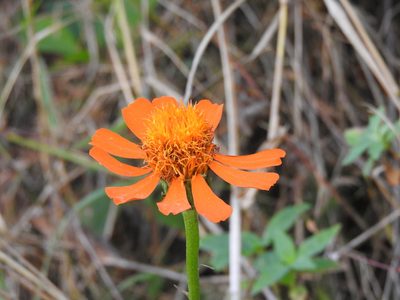 Pseudogynoxys haenkei, photographed by Alexis López Hernández