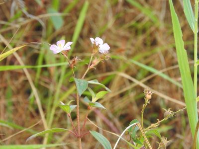 Chaetogastra naudiniana, photographed by Alexis López Hernández