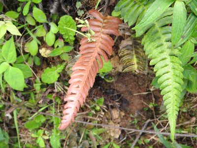 Blechnum occidentale, photographed by Alexis López Hernández