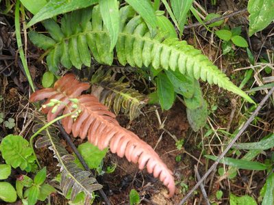 Blechnum occidentale, photographed by Alexis López Hernández