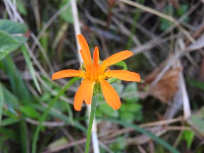 Pseudogynoxys haenkei, photographed by Alexis López Hernández