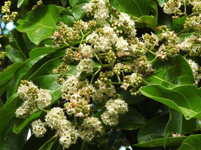 Cordia collococca, photographed by Alexis López Hernández