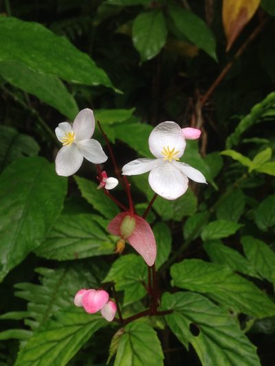 Begonia decandra, photographed by Adam J. Searcy