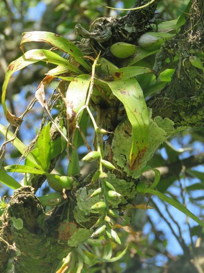 Catopsis nutans, photographed by Alexis López Hernández