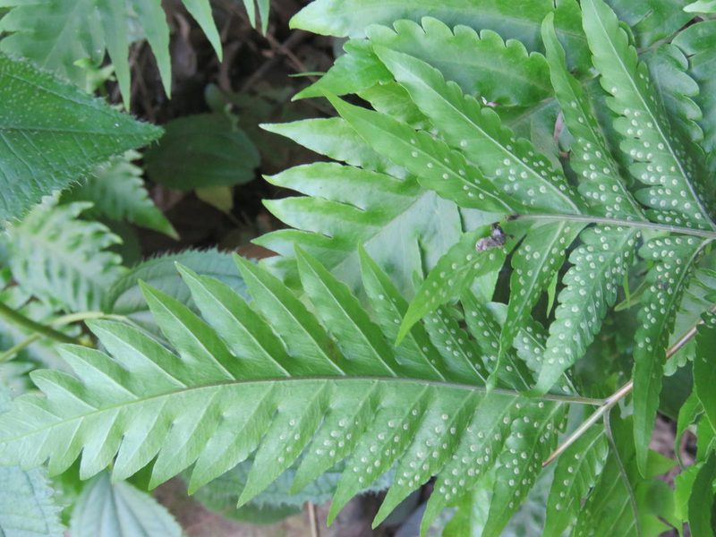 Tectaria mexicana, photographed by Alexis López Hernández