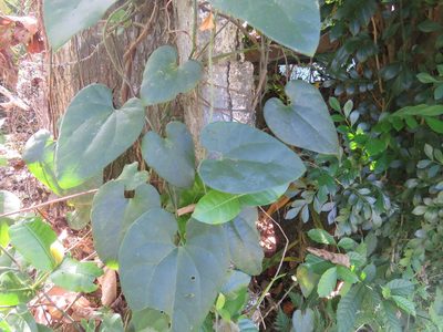 Aristolochia pilosa, photographed by Alexis López Hernández