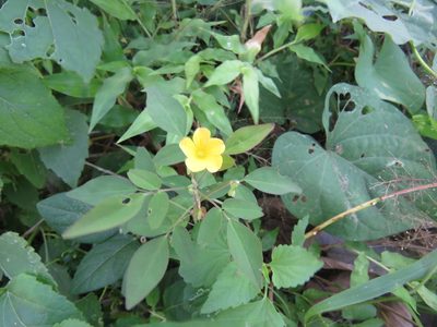 Oxalis frutescens, photographed by Alexis López Hernández