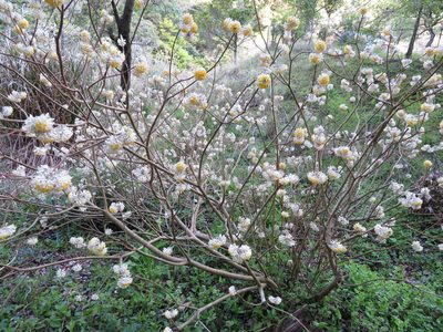 Edgeworthia chrysantha, photographed by Marco Mussita
